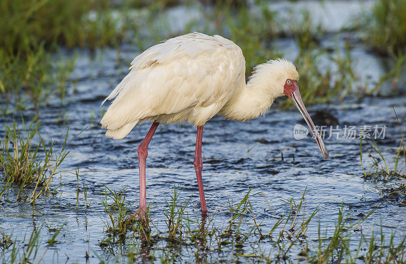 非洲Spoonbill (Platalea alba)是朱鹭和Spoonbill科的一种长腿涉禽。纳库鲁湖国家公园，肯尼亚。